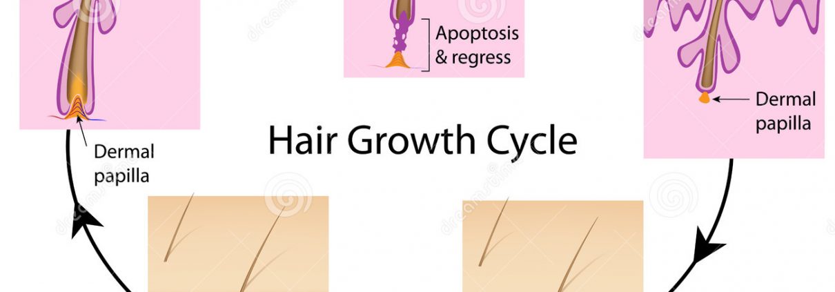 four-stages-of-the-hair-growth-cycle-royalty-free-vector